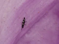 Holothrips