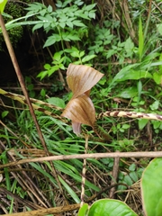 Arisaema lobatum