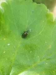 Deraeocoris ribauti