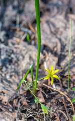 Gagea granulosa