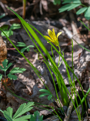 Gagea granulosa