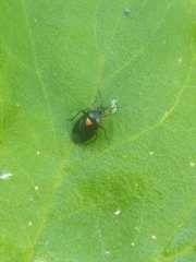 Deraeocoris ribauti