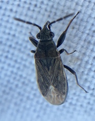 Peritrechus