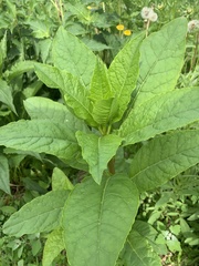 Pokeweed mosaic virus