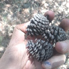 Pinus teocote
