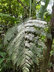 Lophosoria quadripinnata