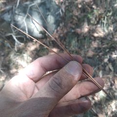 Pinus teocote