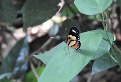 Mechanitis lysimnia