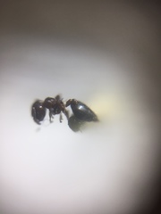 Crematogaster subnuda