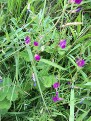 Lathyrus nissolia