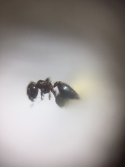 Crematogaster subnuda