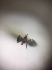Crematogaster subnuda