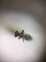 Crematogaster subnuda