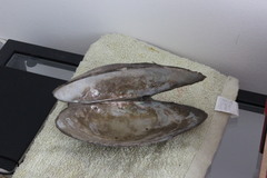 Sinanodonta woodiana