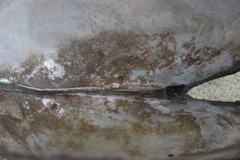 Sinanodonta woodiana