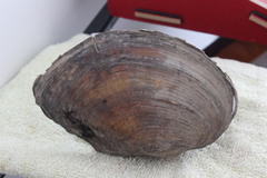 Sinanodonta woodiana