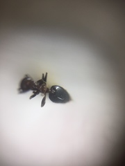 Crematogaster subnuda