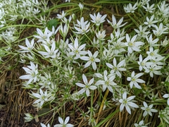 Ornithogalum umbellatum