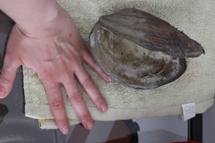 Sinanodonta woodiana