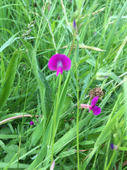 Lathyrus nissolia