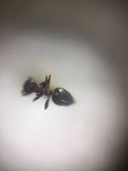 Crematogaster subnuda