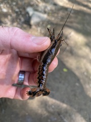Procambarus ouachitae