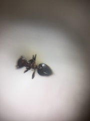 Crematogaster subnuda