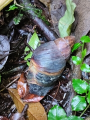 Archachatina bicarinata