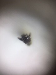 Crematogaster subnuda