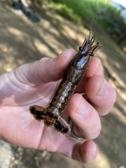 Procambarus ouachitae