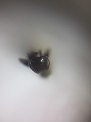 Crematogaster subnuda