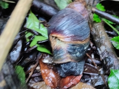 Archachatina bicarinata