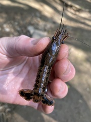 Procambarus ouachitae