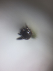 Crematogaster subnuda