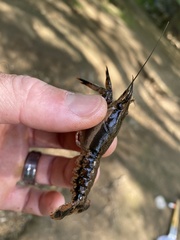 Procambarus ouachitae