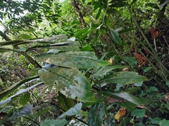 Costus giganteus image