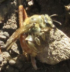 Andrena erythrogaster