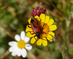 Stictoleptura cordigera