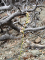 Streptanthus barbiger