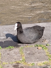 Fulica atra