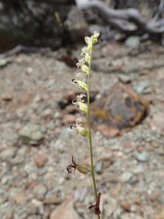 Streptanthus barbiger