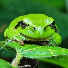 Hyla arborea