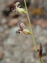 Streptanthus barbiger