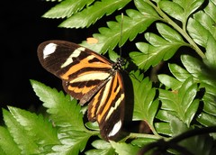 Heliconius ethilla
