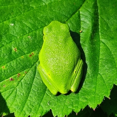 Hyla arborea