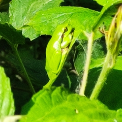 Hyla arborea