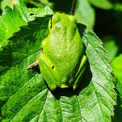Hyla arborea