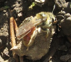 Andrena erythrogaster