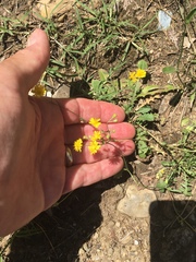 Crepis neglecta