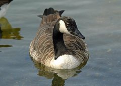 Branta canadensis